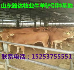 黃牛苗養殖技術u