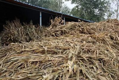 秸稈怎樣發(fā)酵更好呢?