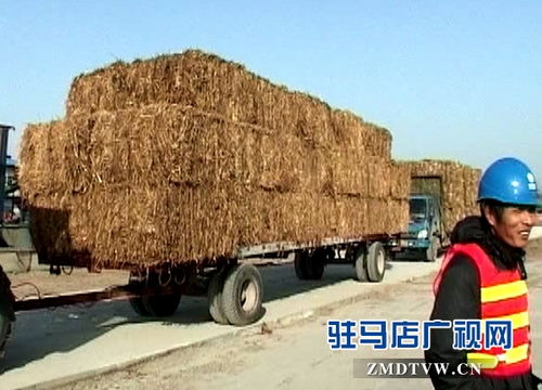 上蔡 國能生物發電催生一批秸稈收購大戶