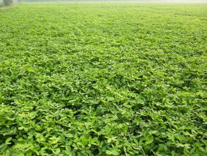 花生秧草粉 玉米秸稈草粉 玉米秸稈草粉供應(yīng)