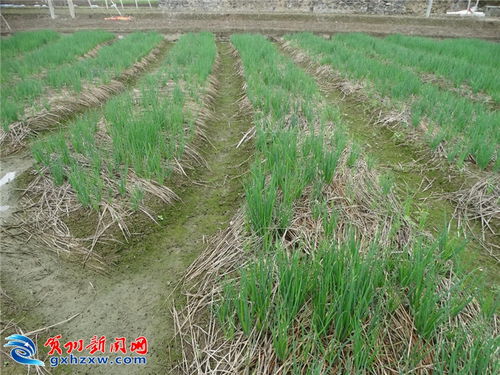 嚴防露天焚燒秸稈 多項舉措保衛 賀州藍