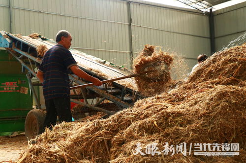 秸 盡所能 廢秸稈 變身 綠色飼料