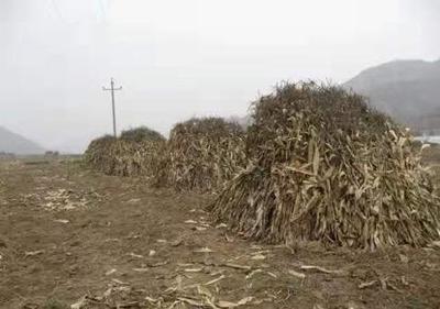 農(nóng)田里的秸稈哪里去?這樣做,環(huán)保效益都有保障
